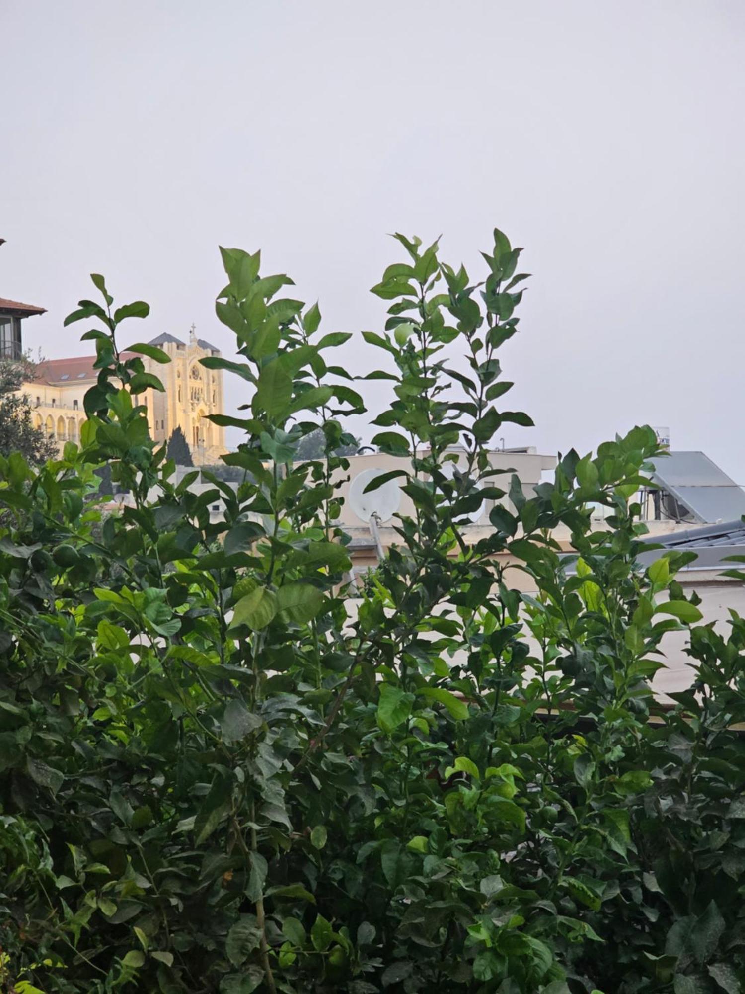 Maria'S Guesthouse - Uphill View Of Nazareth F Exteriör bild