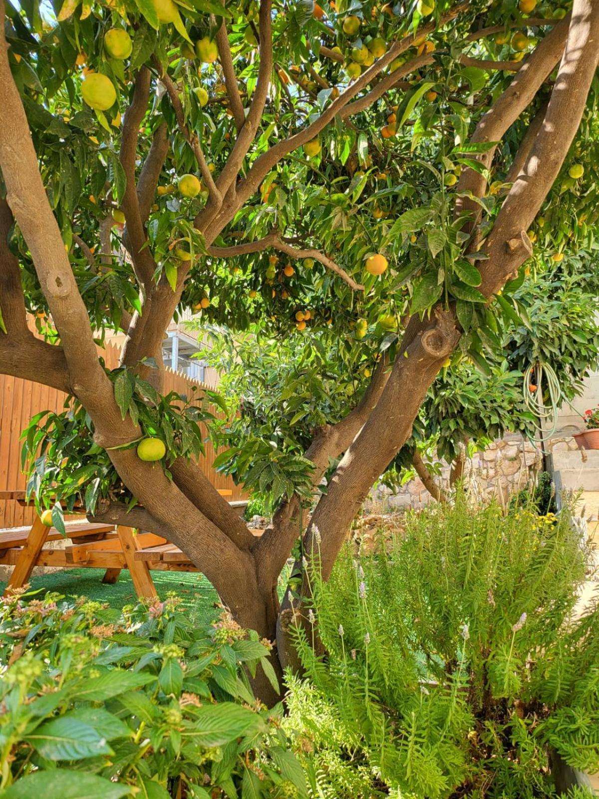 Maria'S Guesthouse - Uphill View Of Nazareth F Exteriör bild
